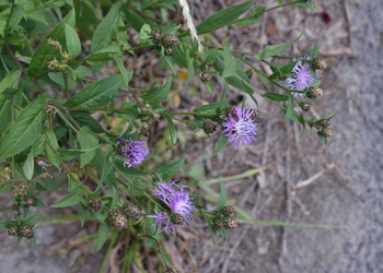 Wocheiner Schwärzliche Flockenblume (Centaurea nigrescens ssp. vochinensis) - © Bernard Wieser